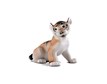 Sculpture “Tiger Cub” – photo 1 of 5