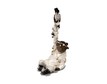 Figurine “Bear as Voivode” – photo 1 of 7